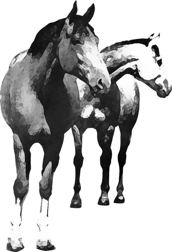 Centre équestre Les Poneys de Fermenas, Rochessauve — deux chevaux